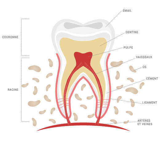 Anatomie dent